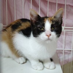 ねこらいく譲渡会