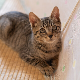 キジトラ（オス）の里親様を探しています！