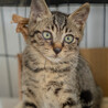 キジトラ（オス）の里親様を探しています！ サムネイル4