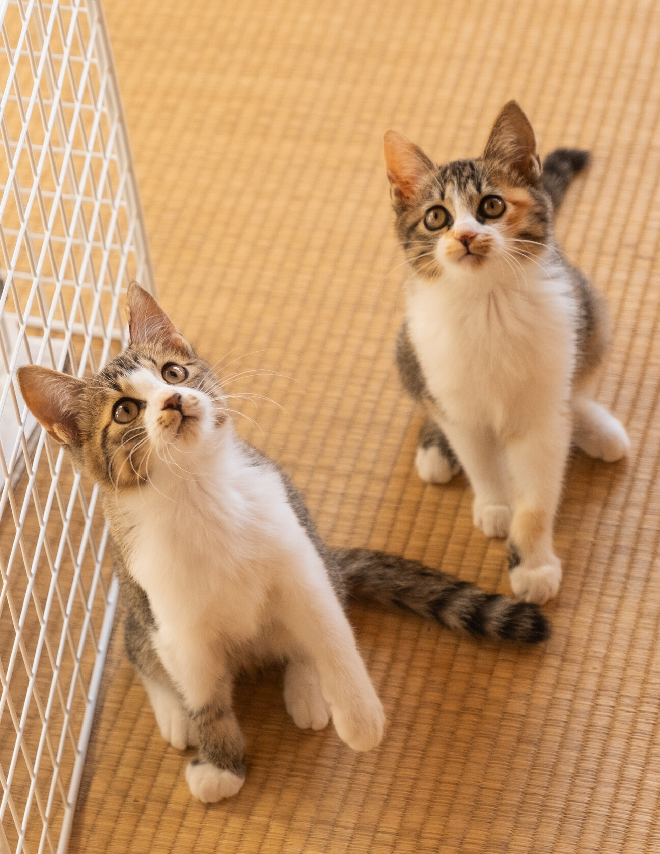 三毛猫とキジ白猫の里親様」福島県 - 猫の里親募集(473968) 1枚目の