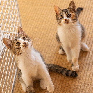 三毛猫とキジ白猫の里親様を探しております！