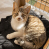 三毛猫とキジ白猫の里親様を探しております！ サムネイル2