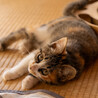 三毛猫とキジ白猫の里親様を探しております！ サムネイル3