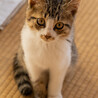 三毛猫とキジ白猫の里親様を探しております！ サムネイル4