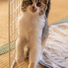 三毛猫とキジ白猫の里親様を探しております！ サムネイル5