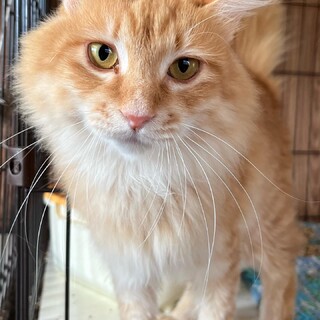 ふわふわ甘えん坊の男の子♂チャチャくん