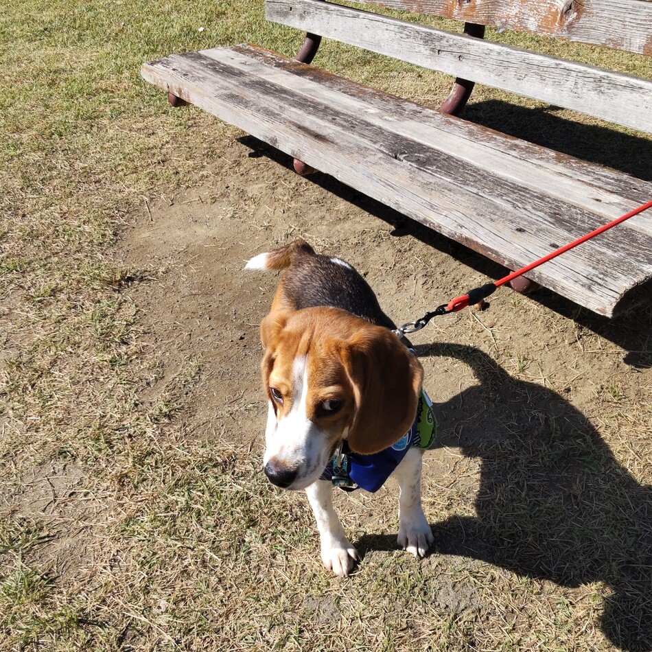 ルークのカバー写真