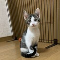 お鼻がピンク、カメラ目線の可愛い「もみじ」ちゃん