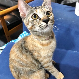 ★里親様決定！★元気印！❤きのこちゃん