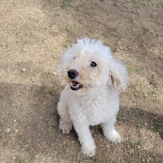 人間大好きなトイプードルの女の子です^_^