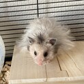 一歳半ロングヘアカラーハムスター
