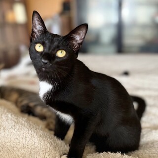 ★里親様決定！★白手袋がチャームポイント❤チンク