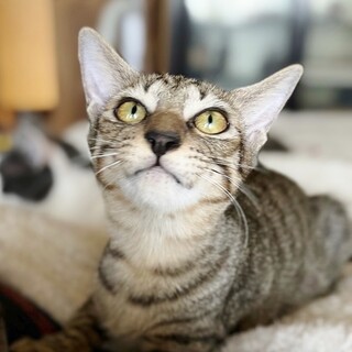 ★里親様決定！★ビビリだけど甘えん坊❤エラン