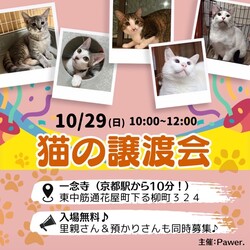 猫の譲渡会