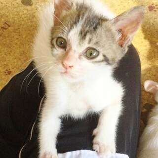 ★里親様決定！★可愛くて甘えん坊❤じぞうくん