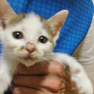 ★里親様決定！★癒し系で優しい❤ぼんこちゃん