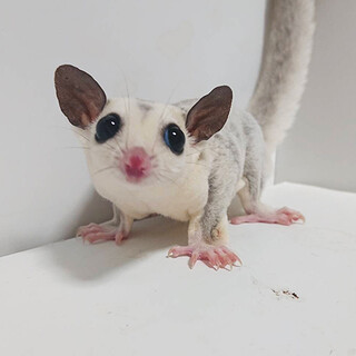 フクロモモンガプラチナペア