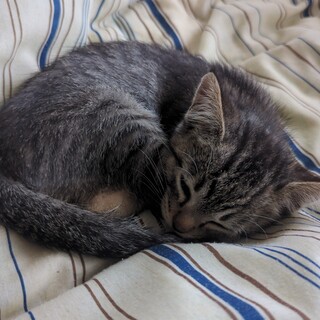 子猫（8週齡）の里親募集します。