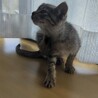 子猫（8週齡）の里親募集します。 サムネイル2