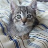 子猫（8週齡）の里親募集します。 サムネイル3