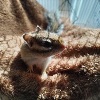 【里親に出さないことにしました】