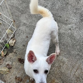 23-M187　可愛いワンコ♪