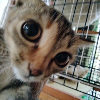 小顔にこぼれそうな瞳がキュート麦わら猫2か月半