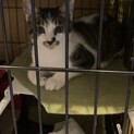 7ヶ月の去勢雄猫の里親募集！