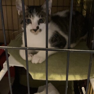 7ヶ月の去勢雄猫の里親募集！