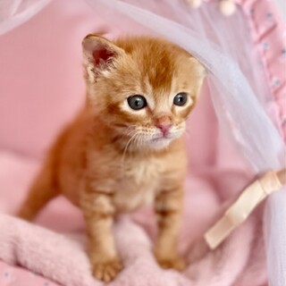 推定2023年9月生 茶トラ︎︎♂エアドゥ♡