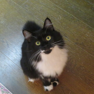 人なつこいバットちゃん、長毛、医療済