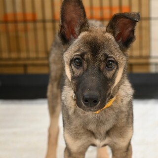 優しいスバルくん