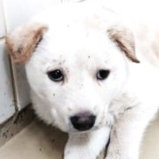 5-3-230◆可愛い子犬◆家族に迎えませんか？