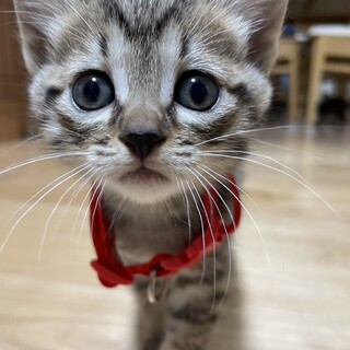 元気いっぱい2ヶ月の子猫ちゃん