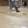 元気いっぱい2ヶ月の子猫ちゃん サムネイル2