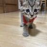 元気いっぱい2ヶ月の子猫ちゃん サムネイル3