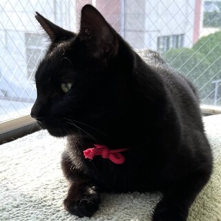 甘えたな黒猫さんです♪