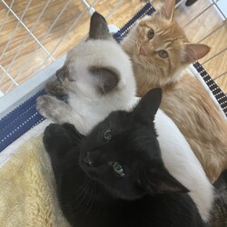 にゃんスペースとあ　ねこのお見合い会