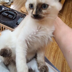 にゃんスペースとあ　ねこのお見合い会 サムネイル2