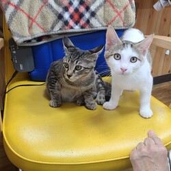 にゃんスペースとあ　ねこのお見合い会 サムネイル3