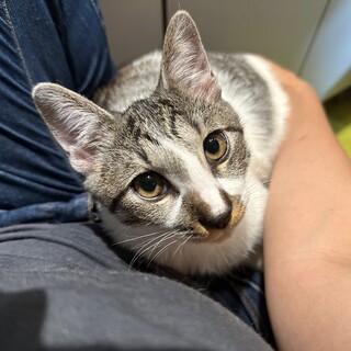 10/29高田馬場★ユウガくん★跳躍力◎甘えん坊