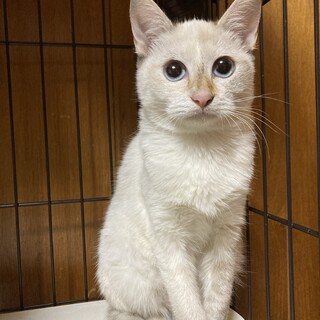 急募！！4ヶ月の女の子