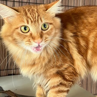 ふわふわ長毛の男の子♂コチャチャくん