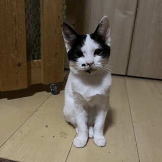 ハチワレ女の子、パー子ちゃん