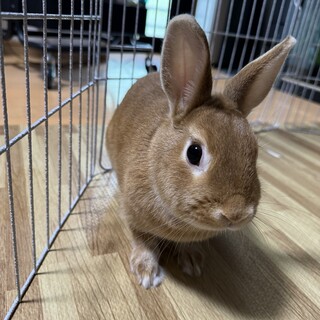 ネザーランドドワーフ女の子