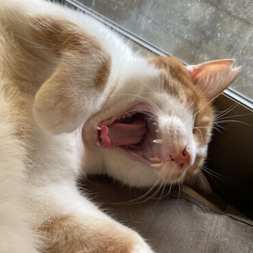 の写真