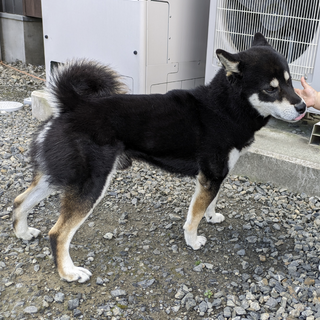 黒柴２歳元気な男の子です????