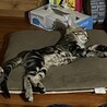 雌猫ちゃん サムネイル3