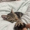 雌猫ちゃん サムネイル5