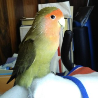コザクラインコ（オス）の里親を募集しています